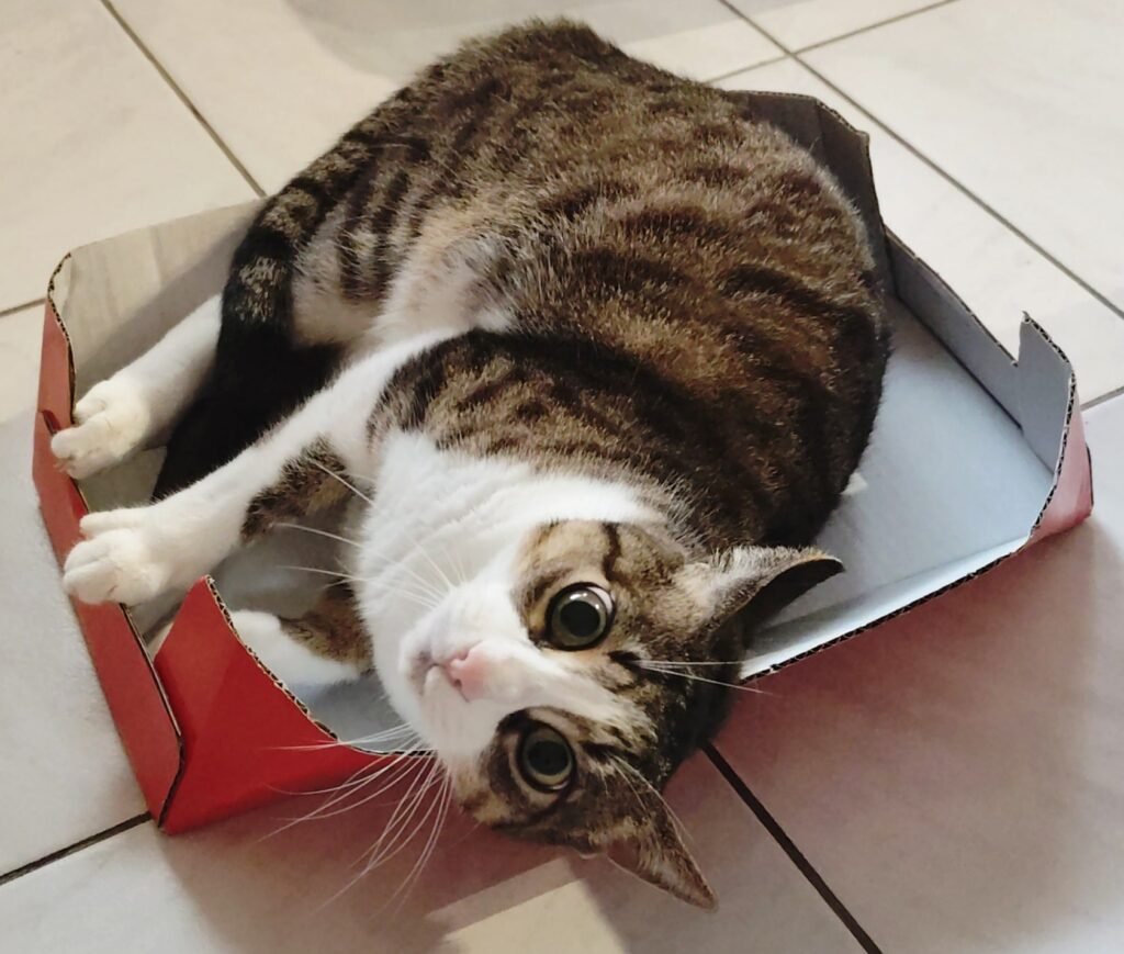 A cat playing in a box