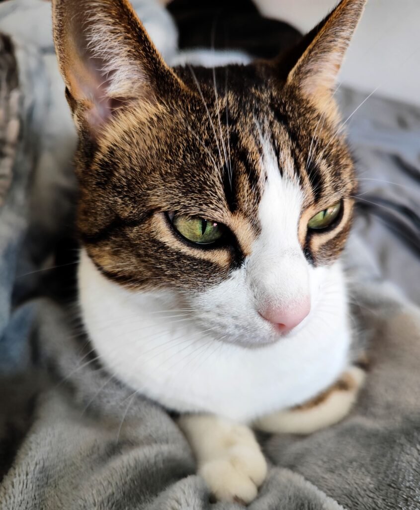 a cat with a criticizing expression