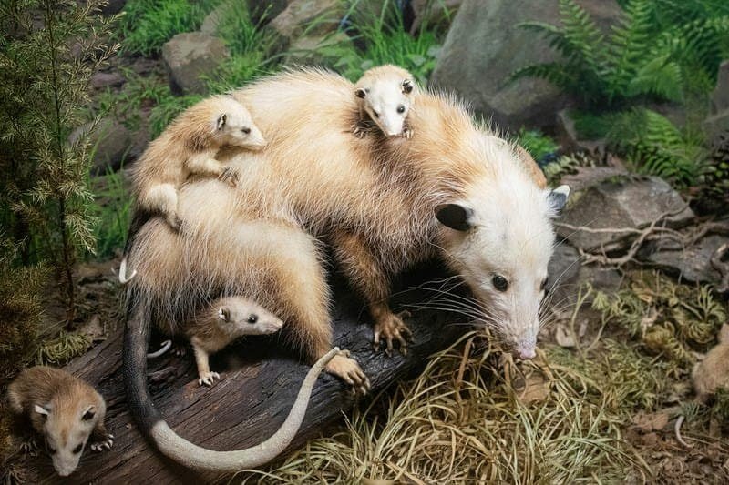 Opossum mother with four babies