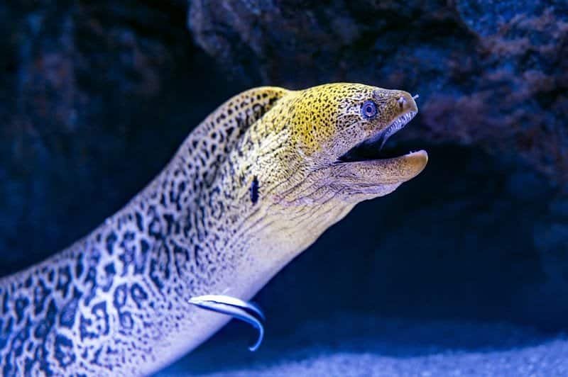 Electric eel swimming in freshwater