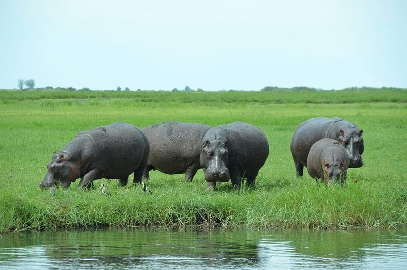 Group of five hippopotamuses in a river