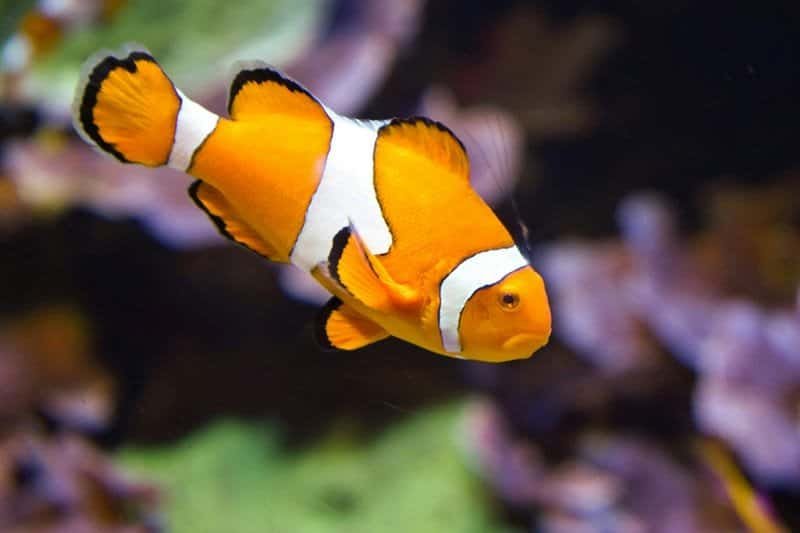 Clownfish swimming in water