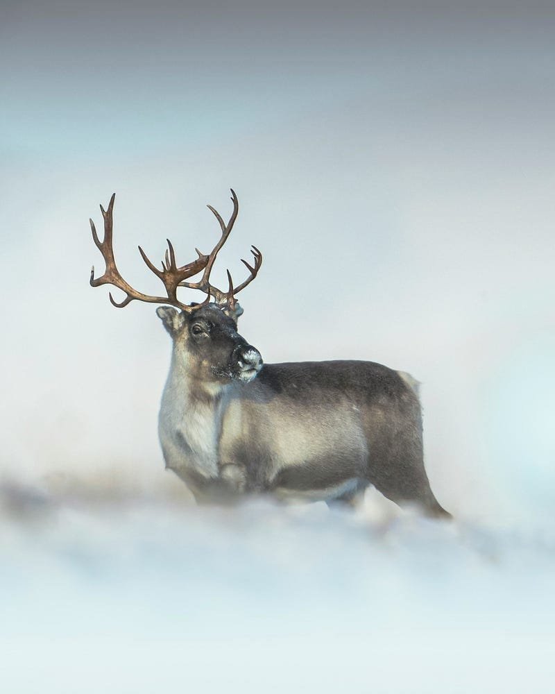 Reindeer standing in snowy landscape