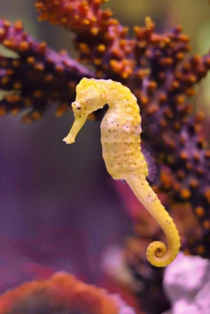 Seahorse swimming among sea anemones