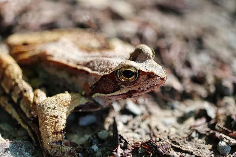Another one of the amazing animals nature created, the wood frog.