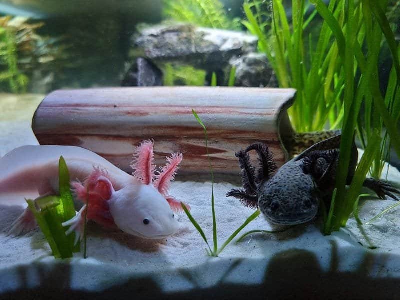 Two axolotls, one black and one light pink, in water