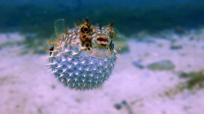 Οne of many amazing animals, the pufferfish floating in water