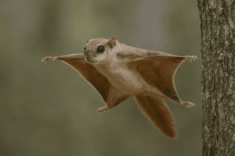Flying squirrel gliding between trees