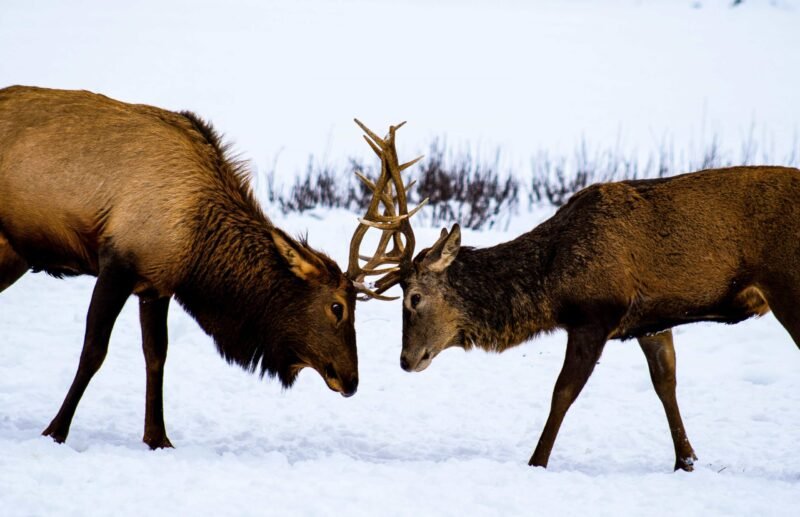 Two deer fighting with their antlers