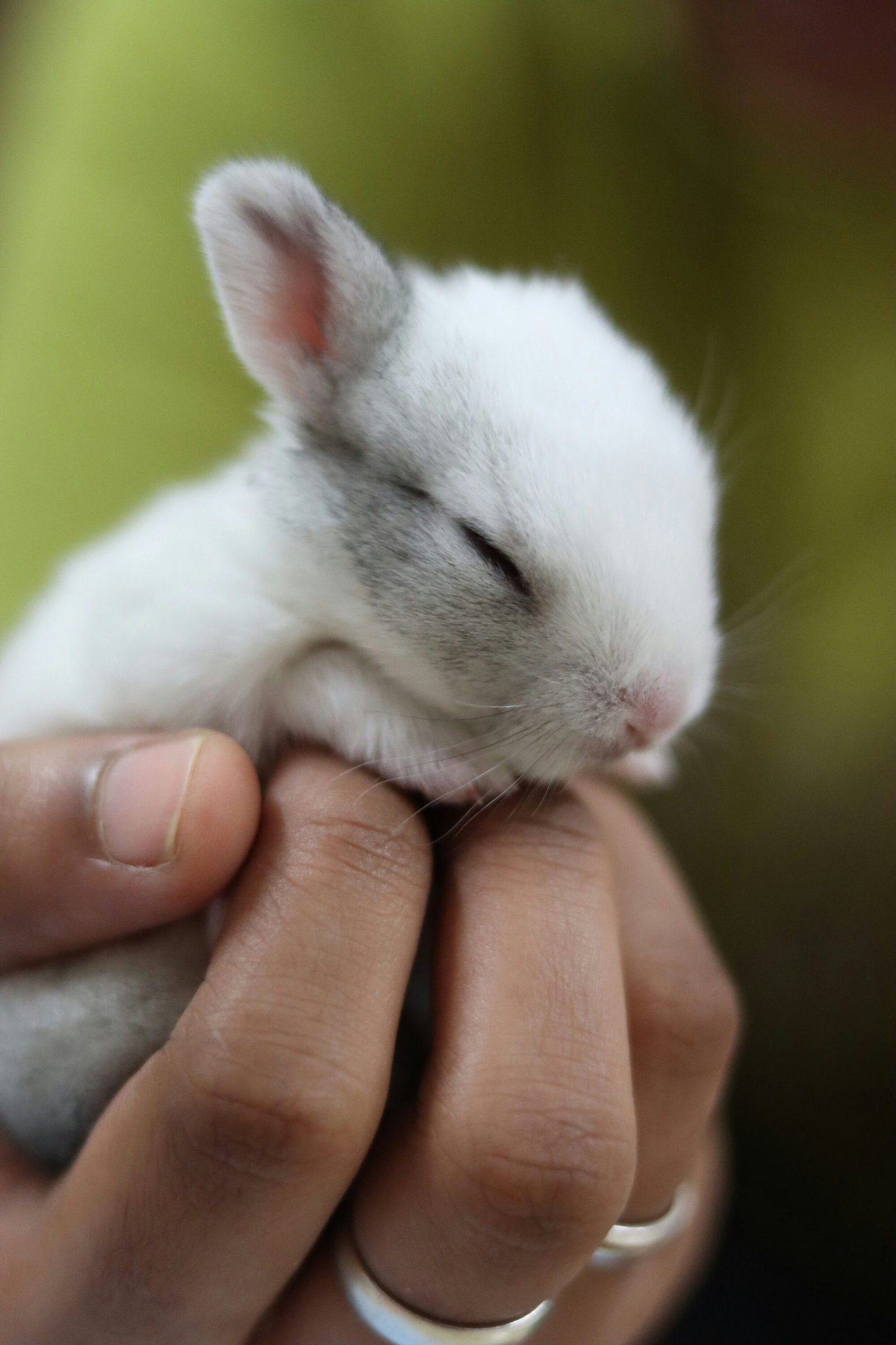 A baby rabbit in a hand