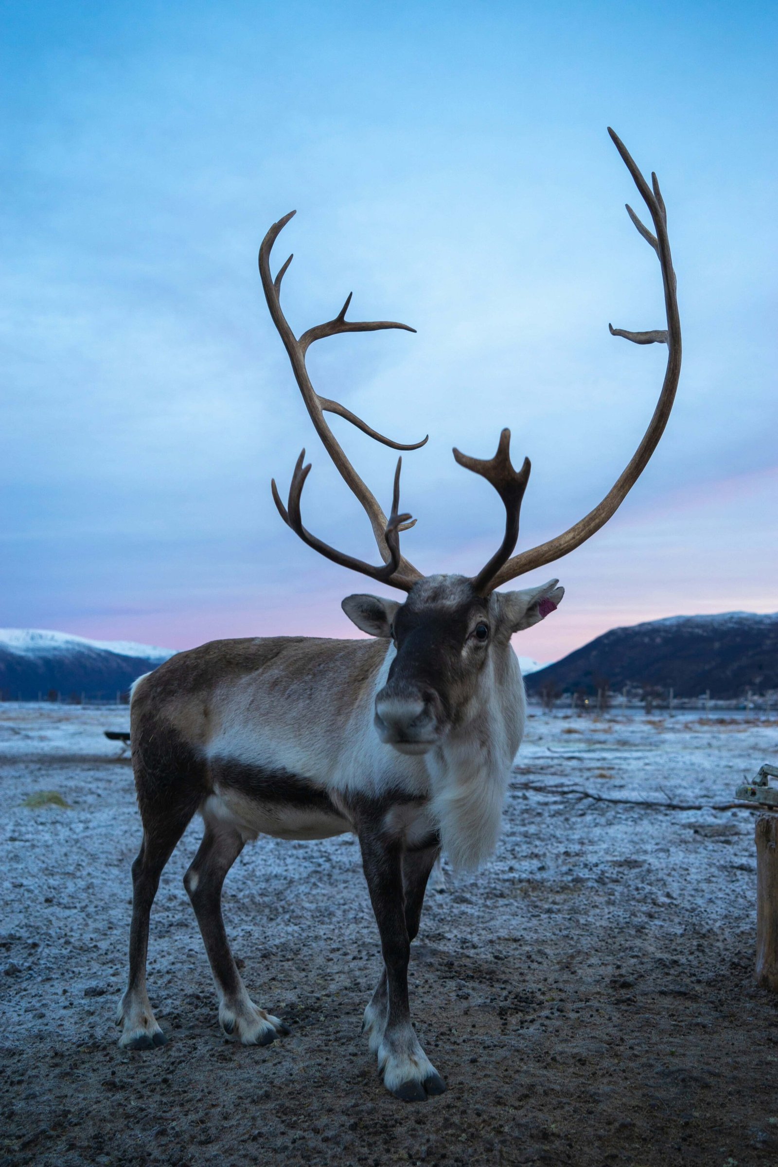 A reindeer with antlers