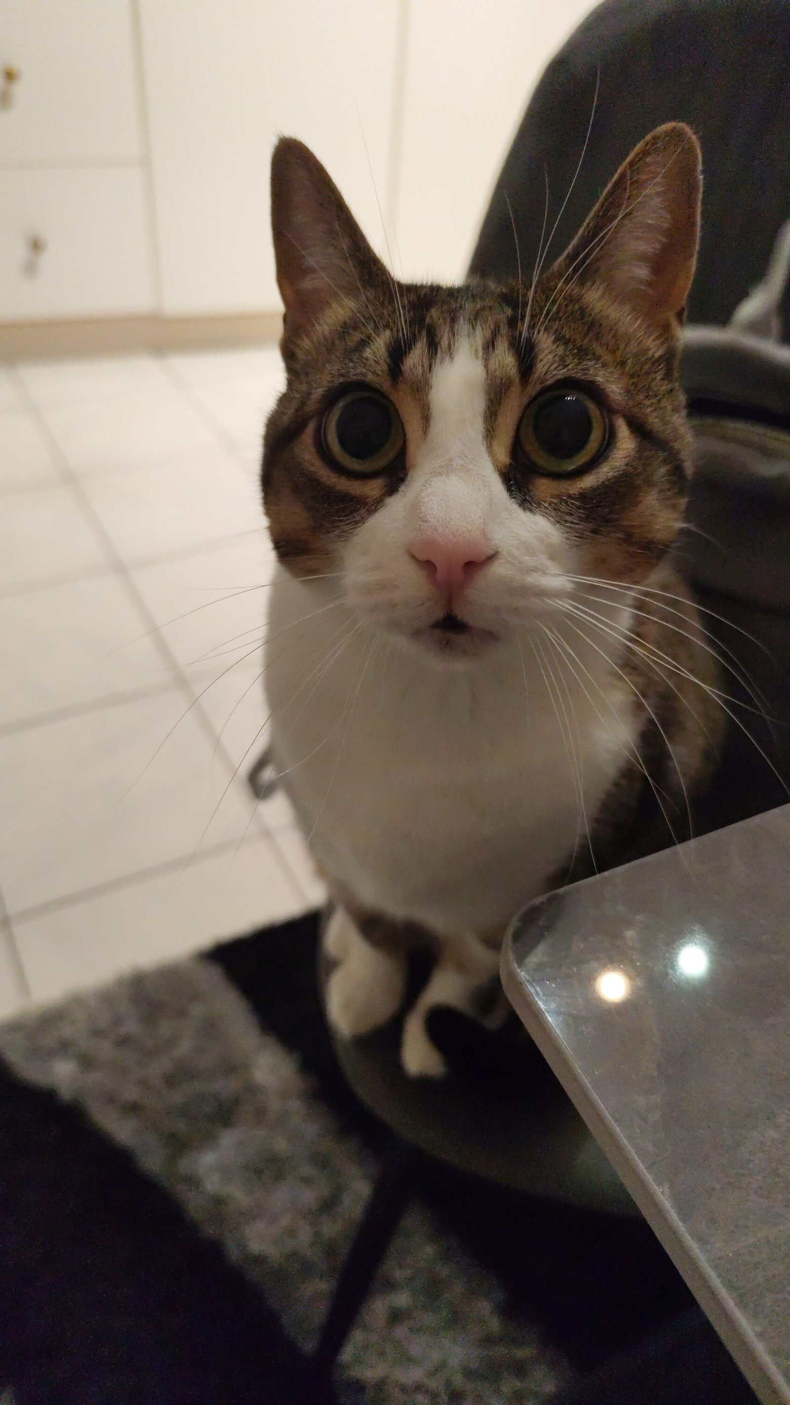 The cat behind this funny pet story