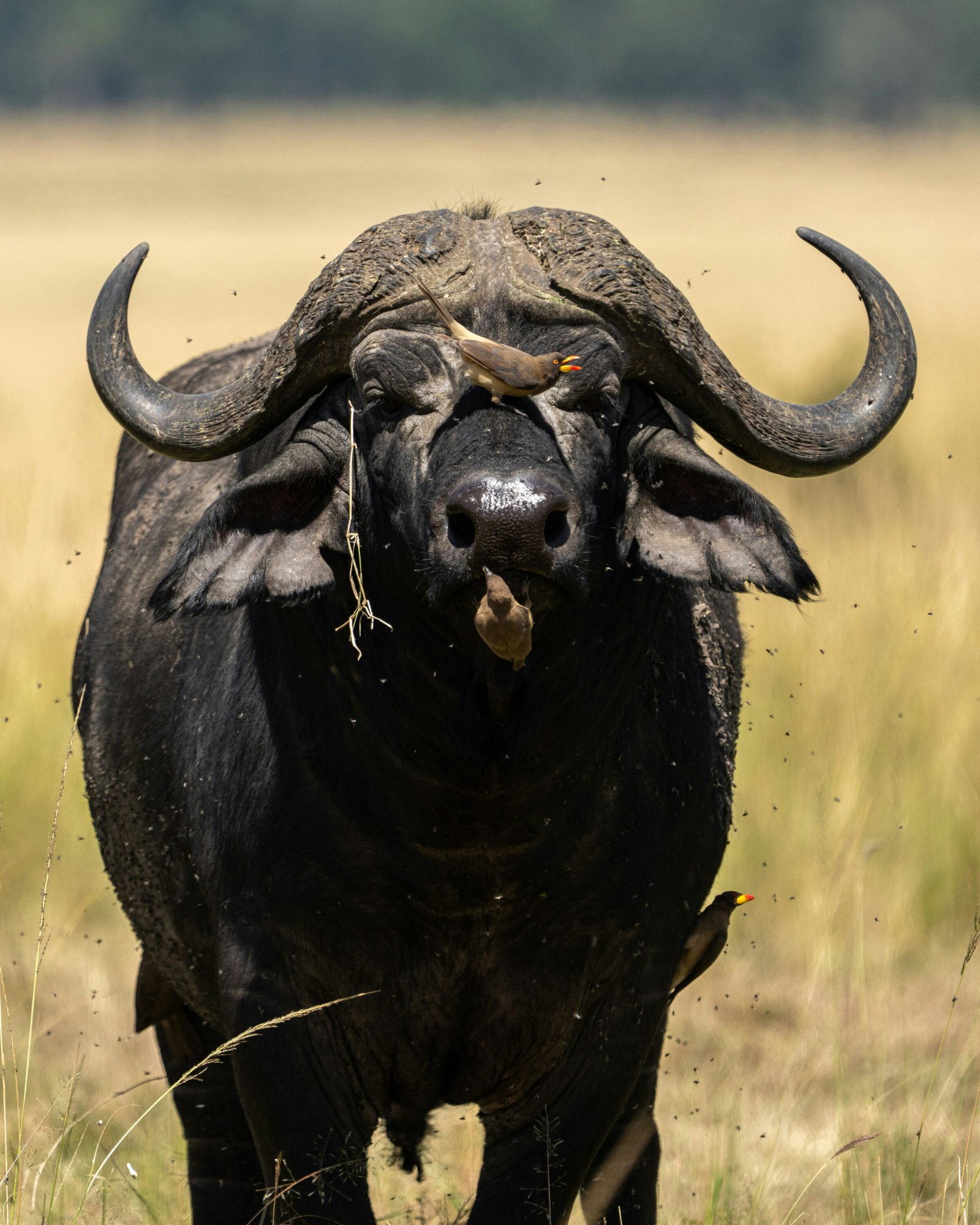 Water Buffalo and Birds ( animal partnerships)