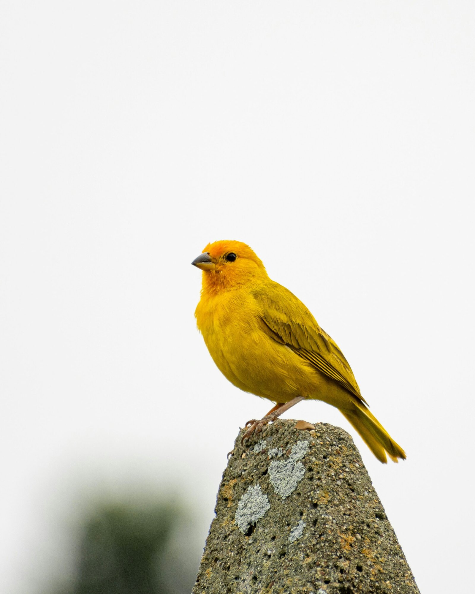 a canary