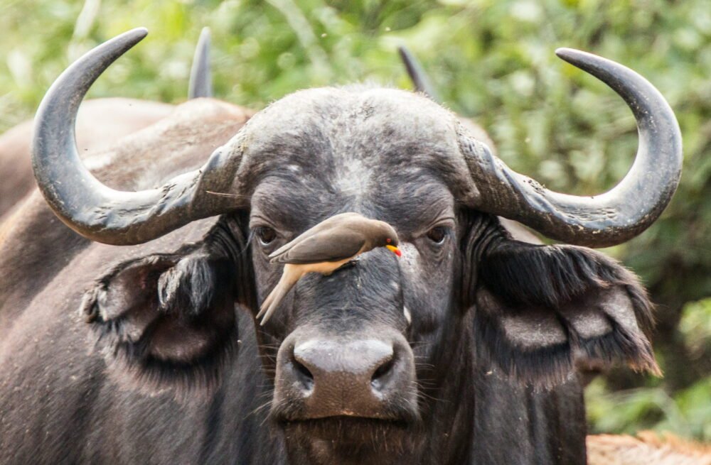 Water Buffalo and Birds (animal partnerships)