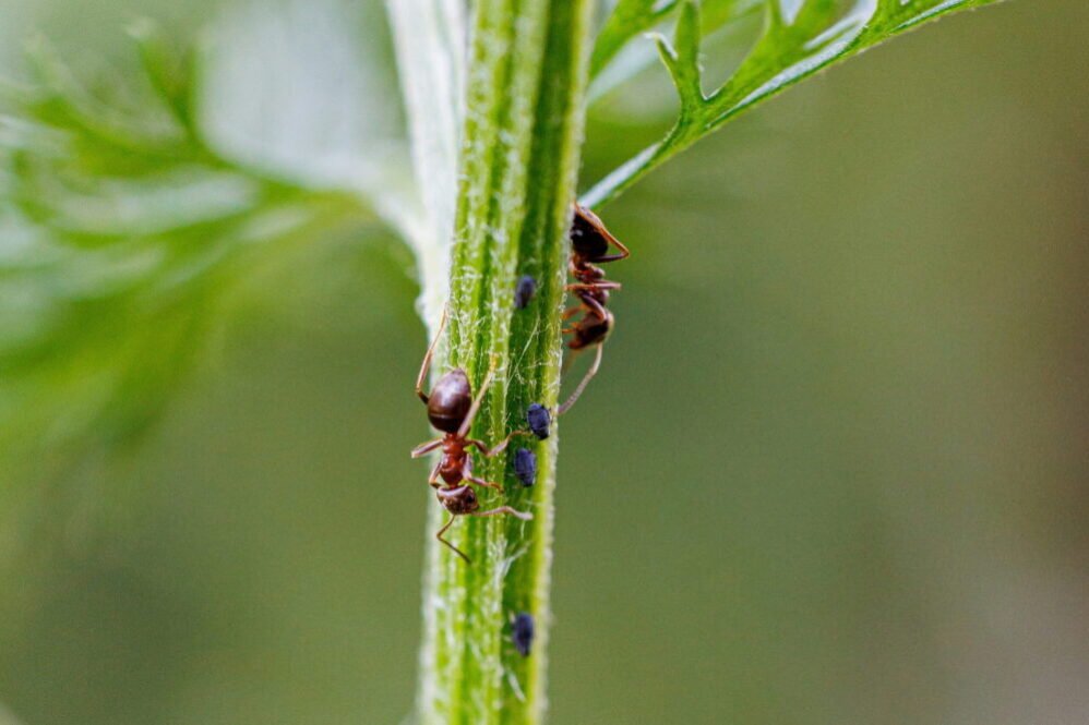 Ants & Aphids (animal partnerships)