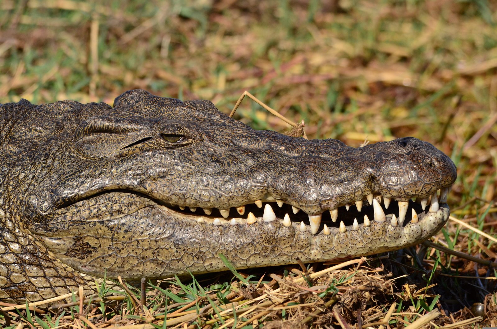 A Crocodile