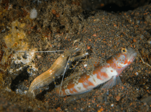 Goby Fish & Pistol Shrimp (animal partnerships)