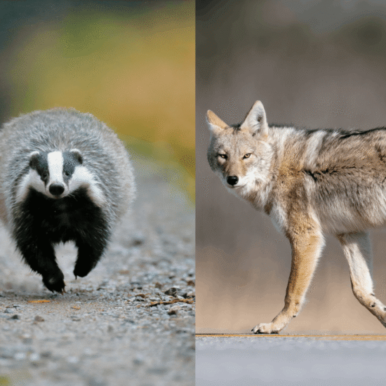 Coyotes and Badgers(animal partnerships)