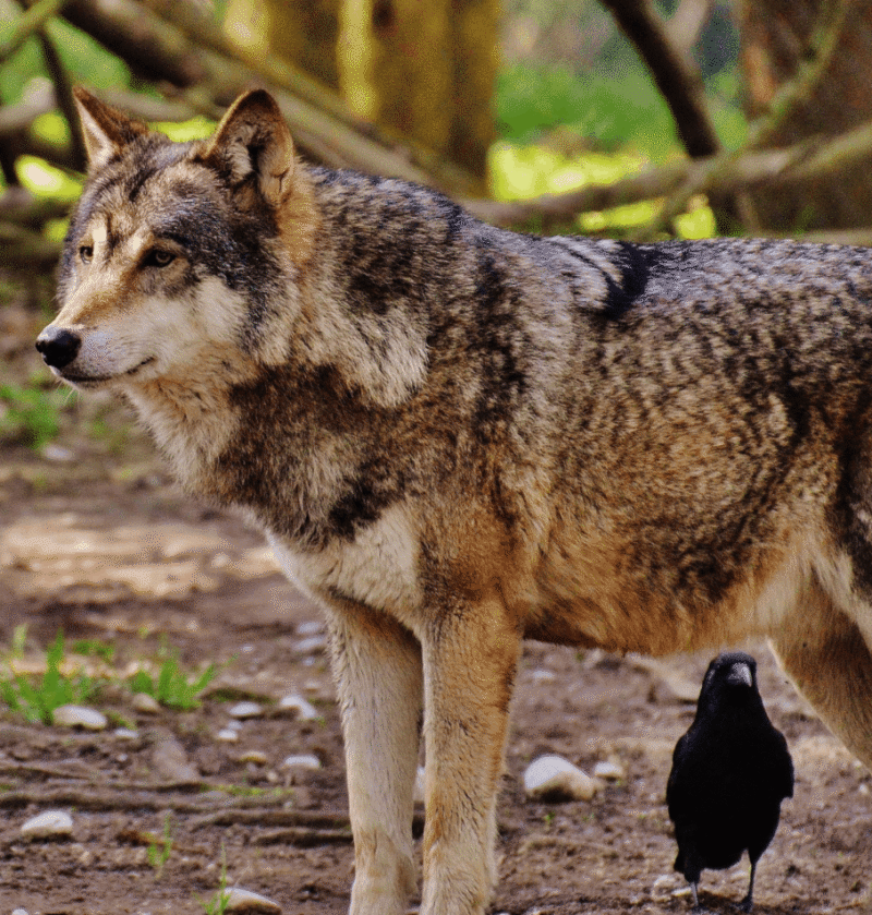 Wolves & Ravens (animal partnerships)