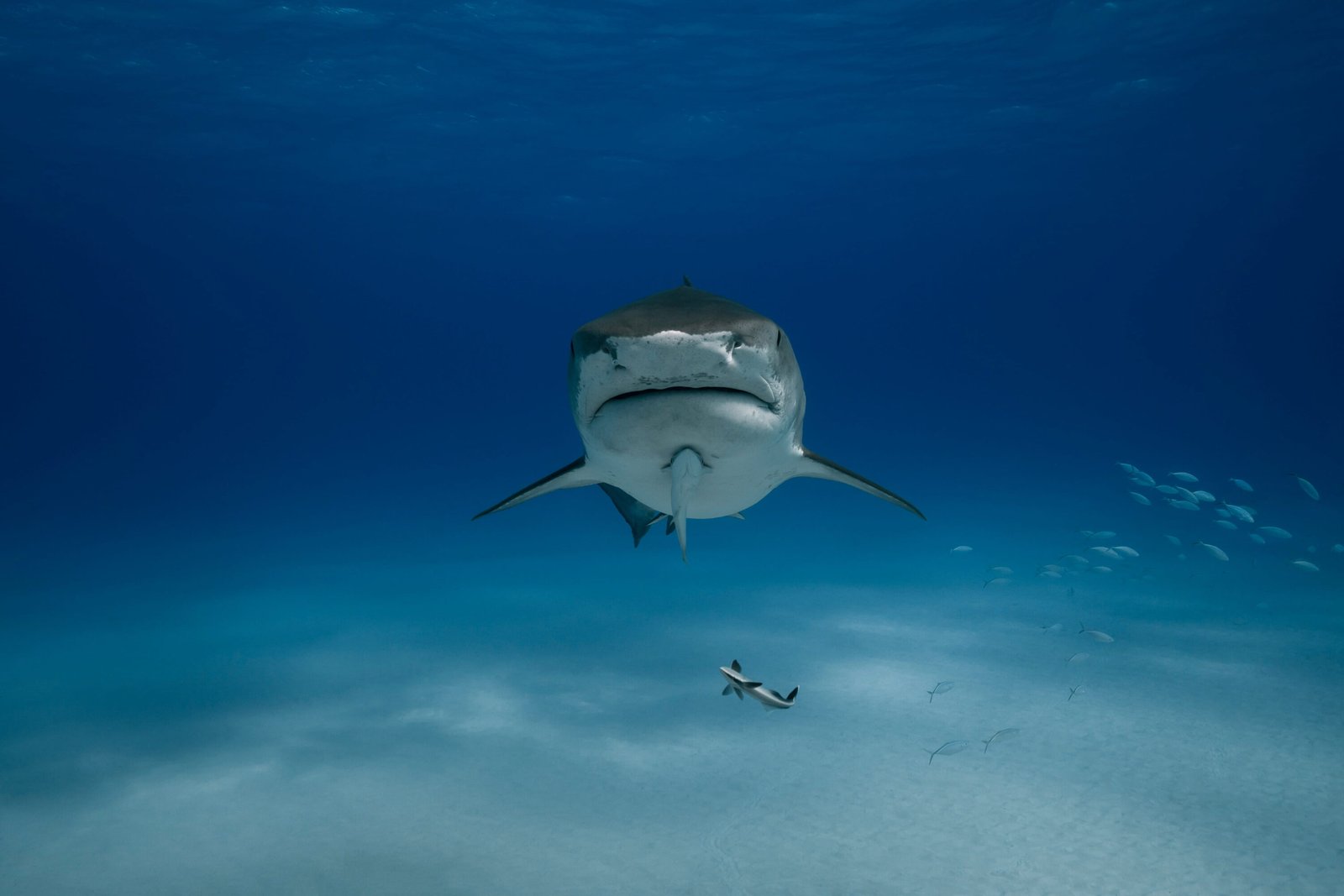 Sharks & Cleaner Fish (animal partnerships)