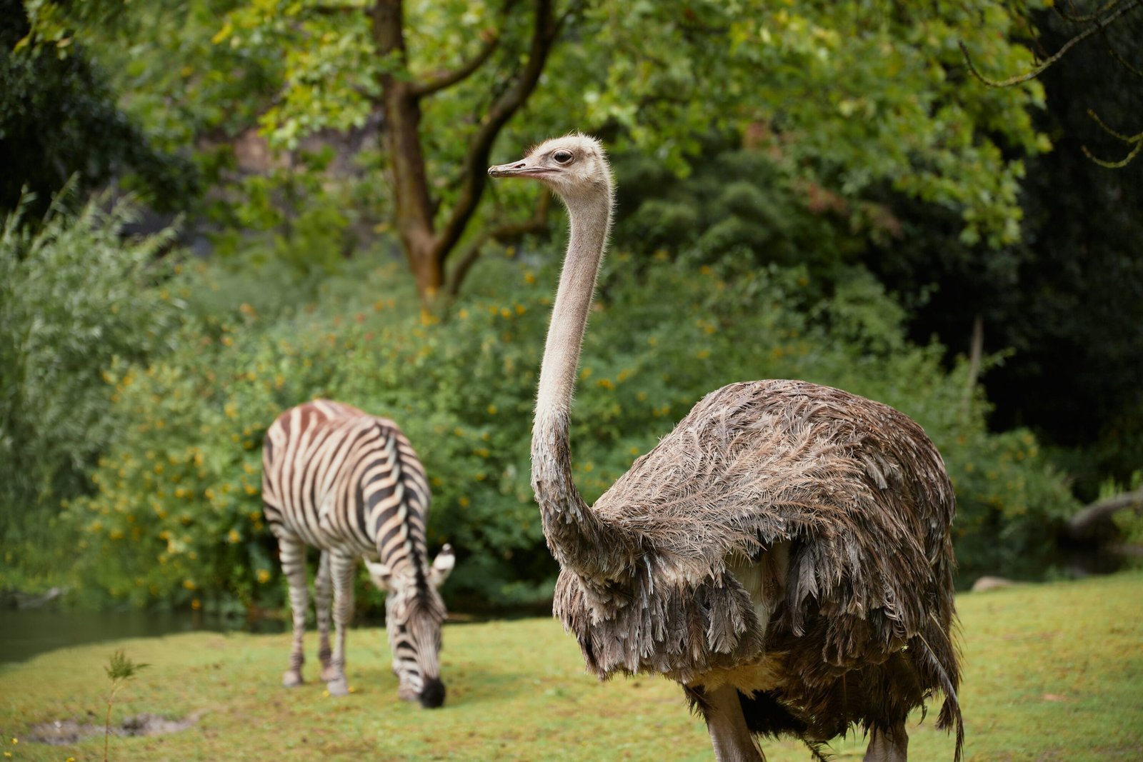 Zebras and Ostriches (animal partnerships)