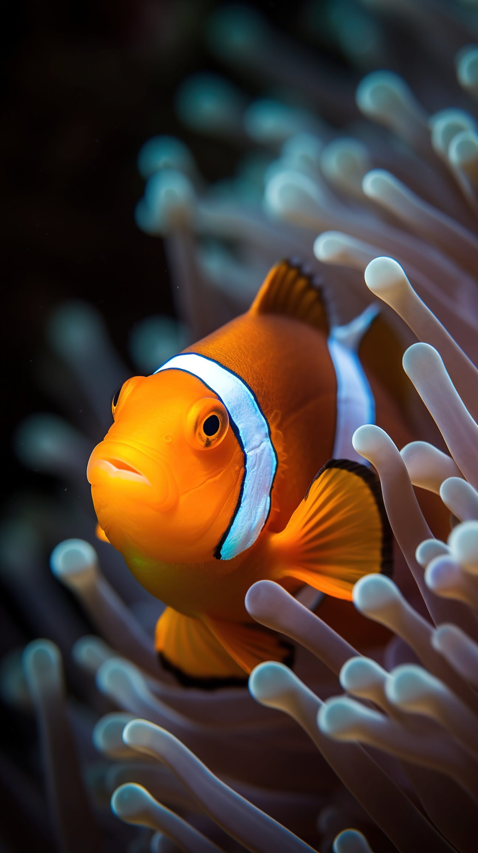 Clownfish & Sea Anemones (animal partnerships)