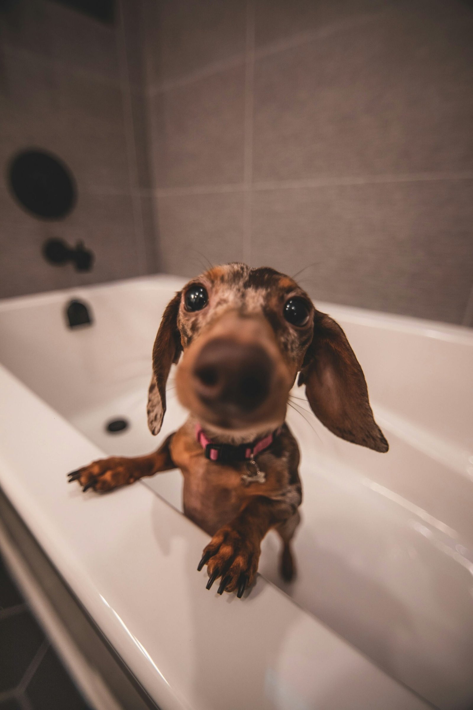 Learn how to bathe your dog
