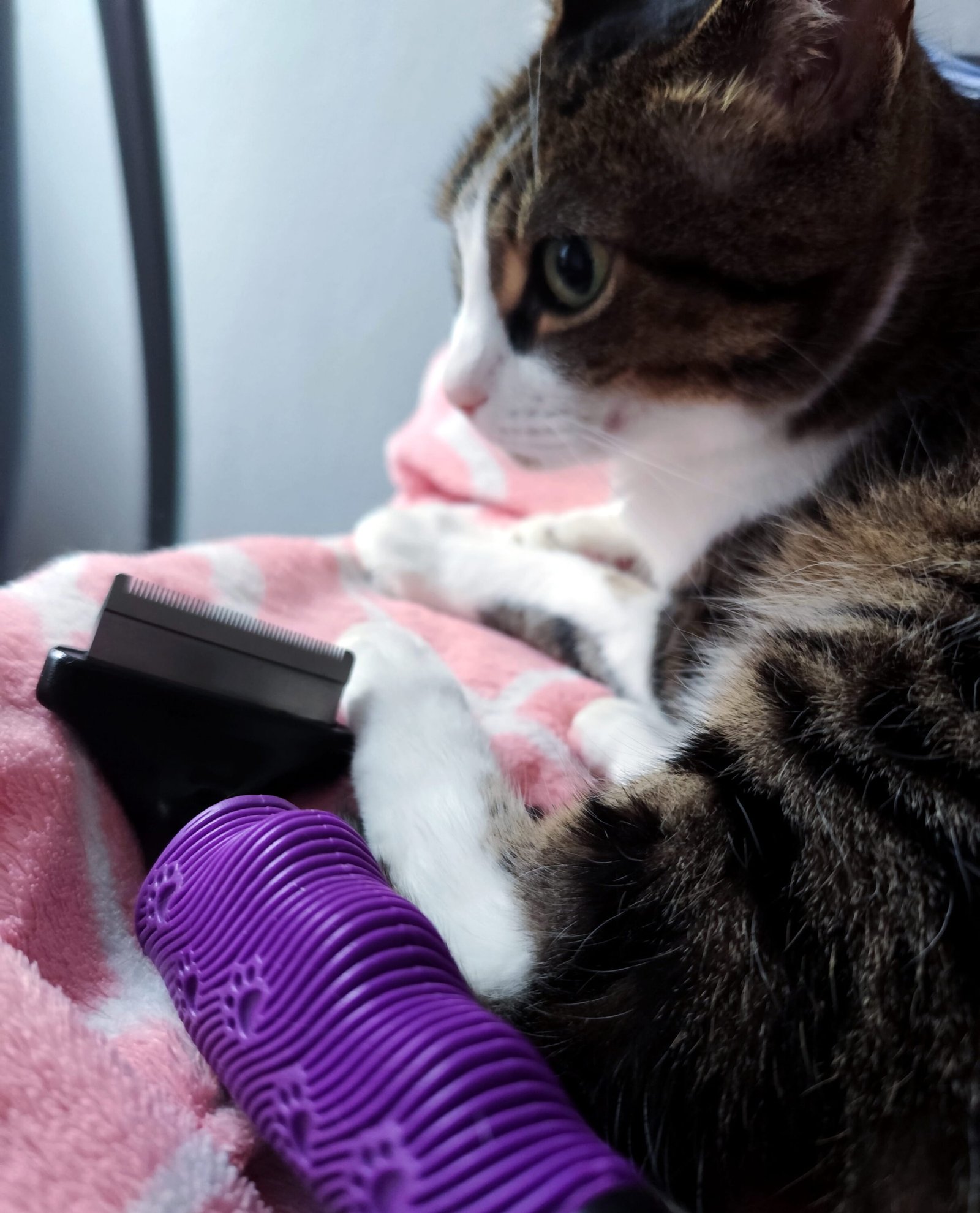 1000008682 (1) Reduce cat hairballs with a brush designed specifically for removing loose undercoat hair.