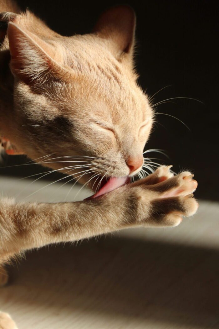 cat hairballs
