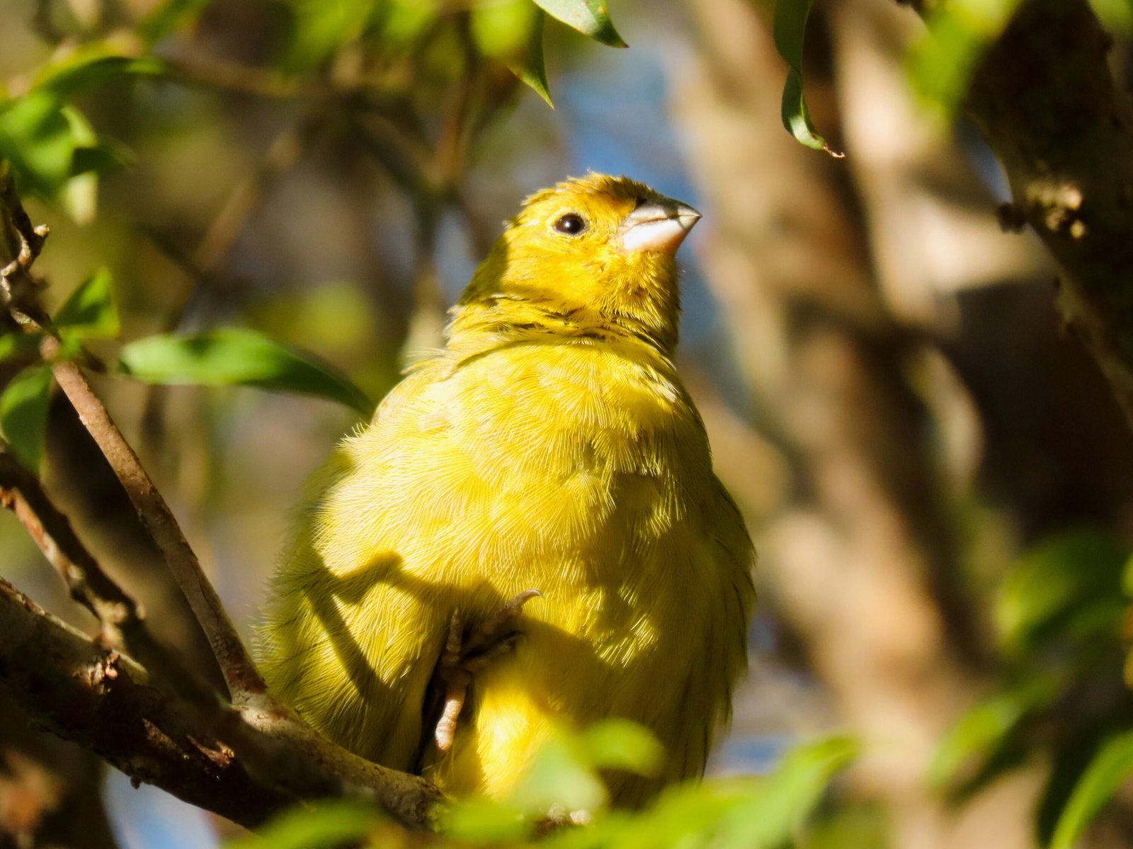 canary singing